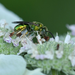Augochloropsis