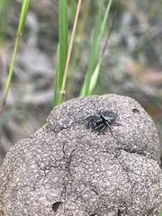 Zenodorus orbiculatus