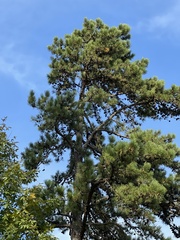 Pinus echinata