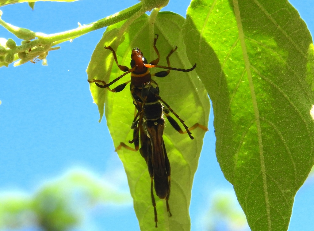 Odontocera aurocincta