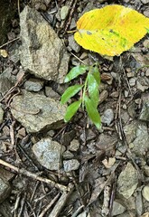 Microstegium vimineum