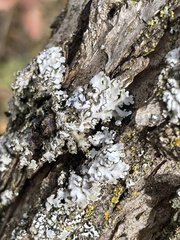 Myelochroa aurulenta