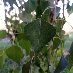Populus mexicana
