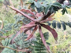 Mimosa aculeaticarpa