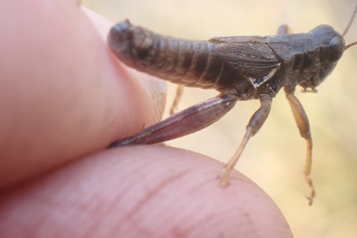 Melanoplus Molothrus