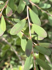 Leptospermum laevigatum