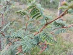 Mimosa aculeaticarpa