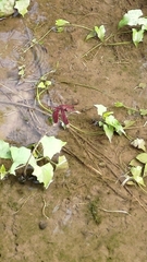 Neurothemis taiwanensis