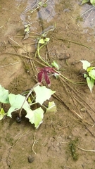 Neurothemis taiwanensis