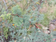 Mimosa aculeaticarpa