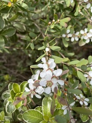 Leptospermum laevigatum