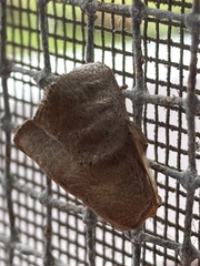 Limacodidae