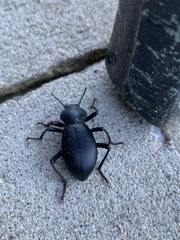 Coelocnemis dilaticollis