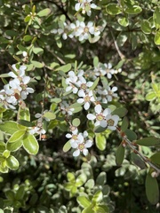 Leptospermum laevigatum