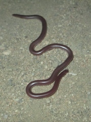 Rena humilis humilis
