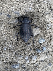 Calosoma tepidum