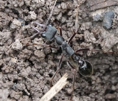 Myrmecia pyriformis