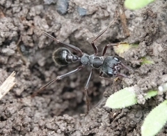 Myrmecia pyriformis