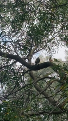 Manorina melanophrys