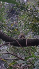 Manorina melanophrys