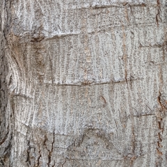 Pithecellobium dulce
