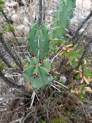 Myrtillocactus geometrizans