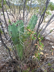 Myrtillocactus geometrizans