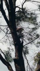 Nycticorax caledonicus