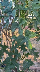 Cnidoscolus aconitifolius