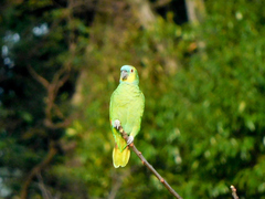 Amazona aestiva