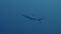 Scomberomorus cavalla