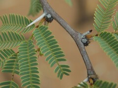 Vachellia schaffneri bravoensis