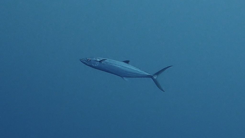 King Mackerel