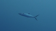 Scomberomorus cavalla