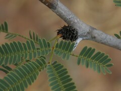 Vachellia schaffneri bravoensis