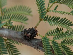 Vachellia schaffneri bravoensis