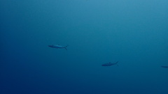 Scomberomorus cavalla