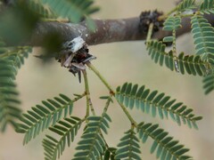 Vachellia schaffneri bravoensis