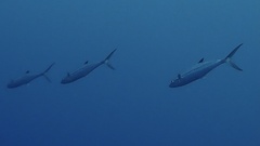 Scomberomorus cavalla