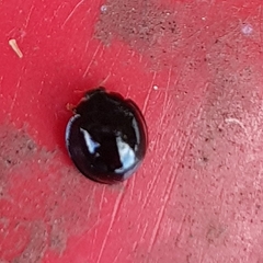 Coccinellidae