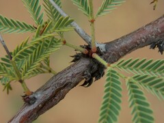 Vachellia schaffneri bravoensis
