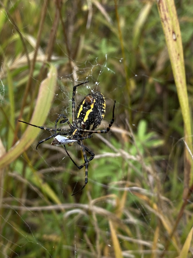 Banded Garden Spider from Eramosa River, Guelph/Eramosa, ON, CA on