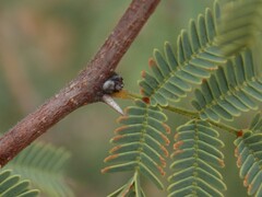 Vachellia schaffneri bravoensis