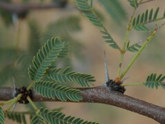 Vachellia schaffneri bravoensis