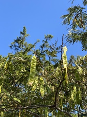 Albizia julibrissin