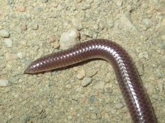Rena humilis humilis