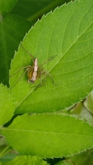 Oxyopes sertatus