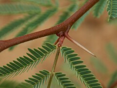 Vachellia schaffneri bravoensis