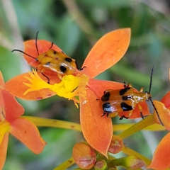 Stethopachys formosa