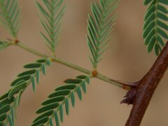 Vachellia schaffneri bravoensis